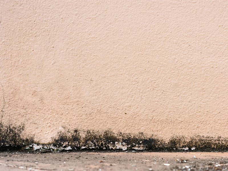 Mold Inspections Vaughan