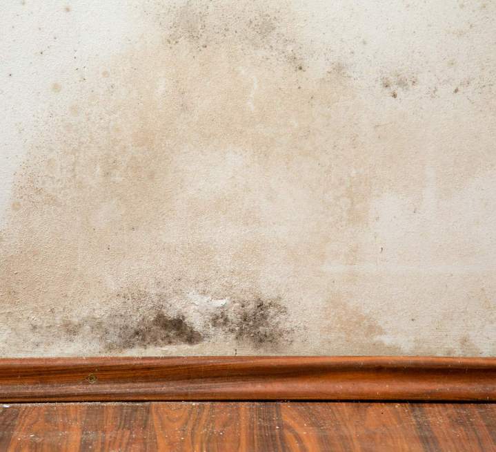 Detect, Prevent, and Eliminate Mold with Expert Inspections