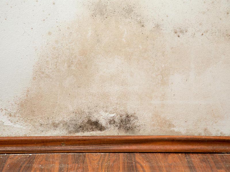 Mold Inspections Toronto