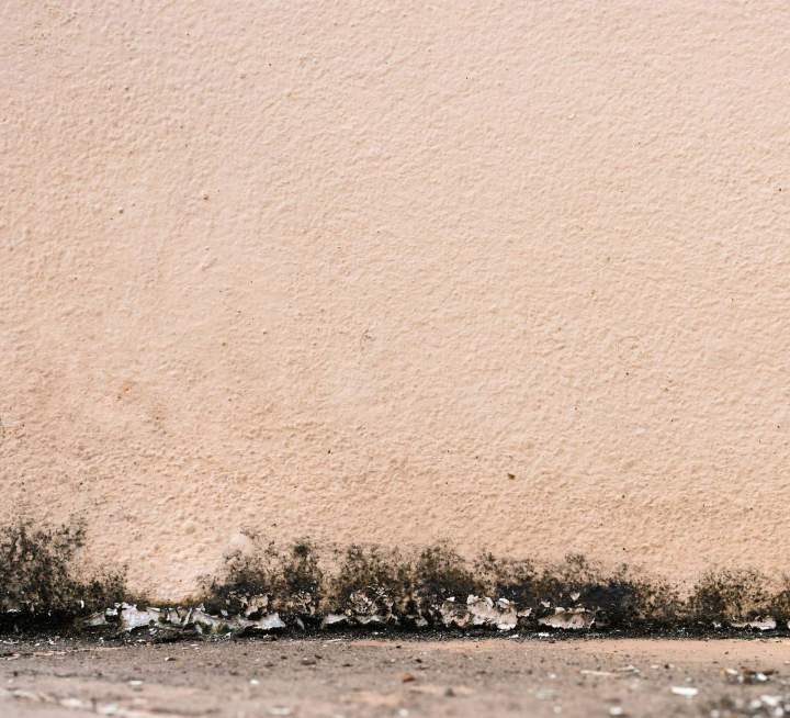 Mold Inspections Vaughan